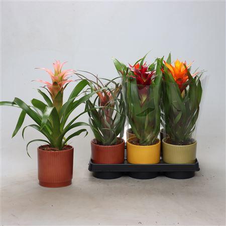 Горшечные цветы и растения оптом Bromelia Gem In Keramiek Pot от 6шт из Голландии с доставкой по России