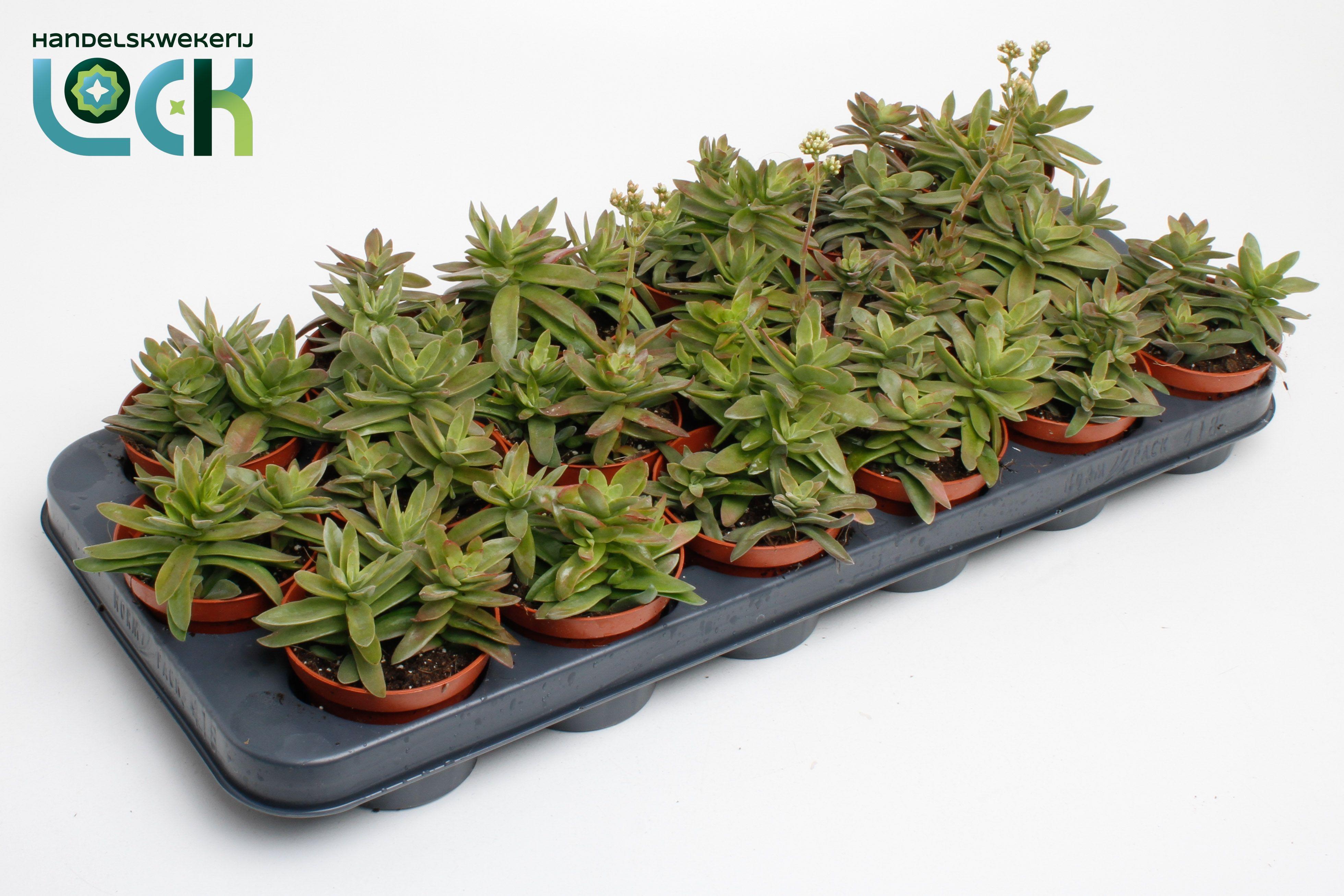 Горшечные цветы и растения оптом Crassula Falcata от 12шт (для телеги) из Голландии с доставкой по России