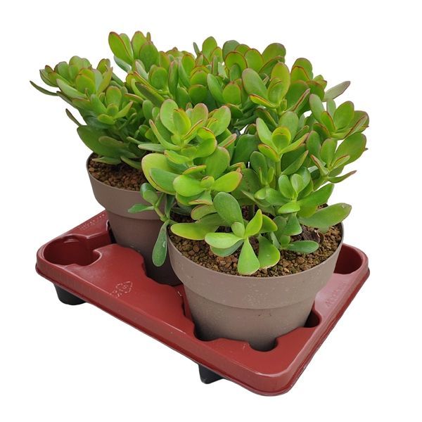 Горшечные цветы и растения оптом Crassula Ovata от 2шт из Голландии с доставкой по России