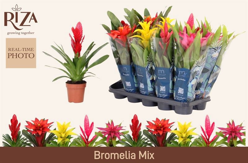 Горшечные цветы и растения оптом Bromelia Gem 6 Srt от 10шт из Голландии с доставкой по России