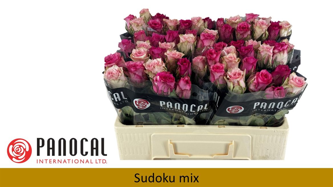Срезанные цветы оптом Rosa large sudoku mix in bunch от 60шт из Голландии с доставкой по России