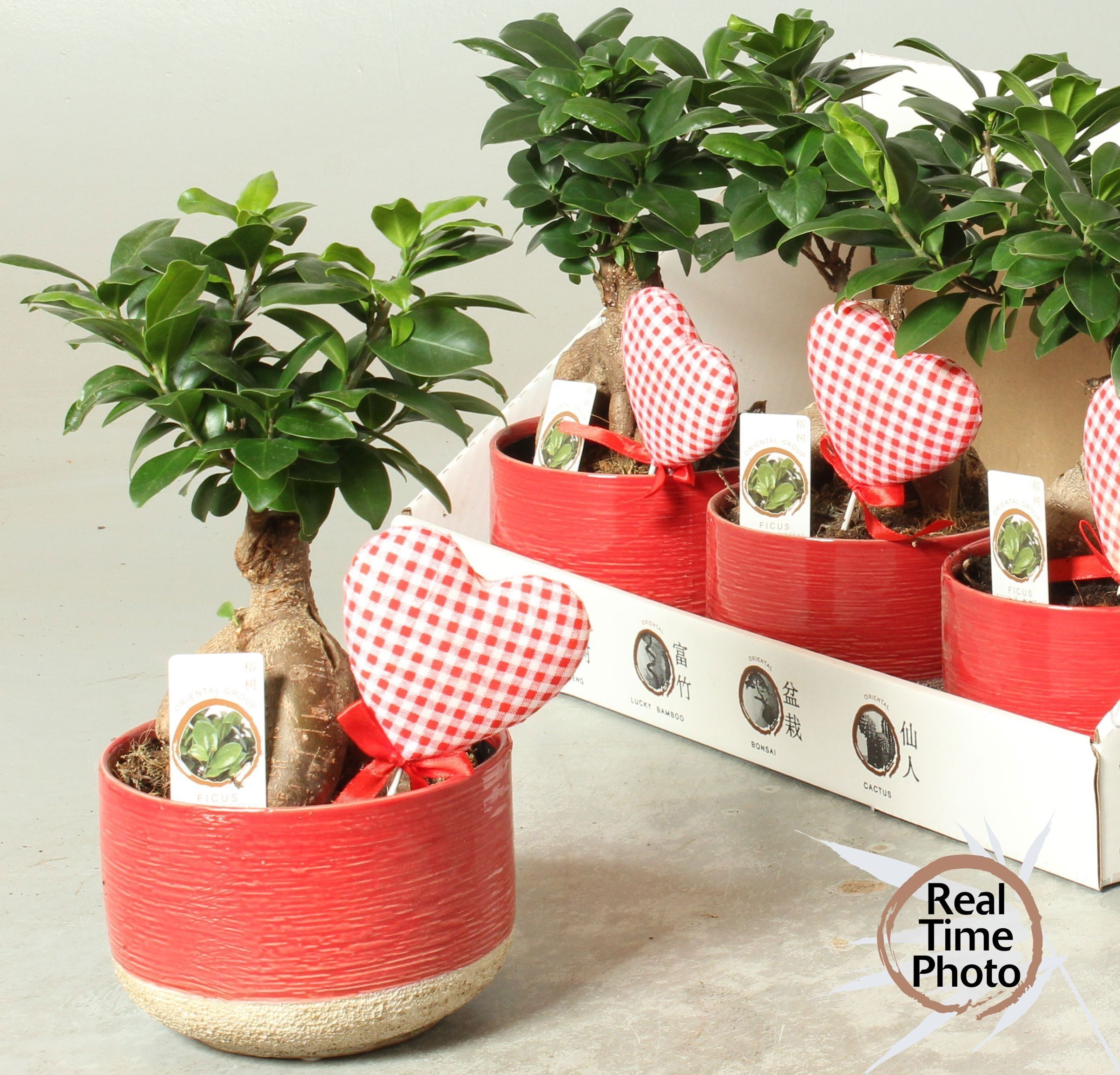 Горшечные цветы и растения оптом Fic Mi Ginseng от 4шт из Голландии с доставкой по России