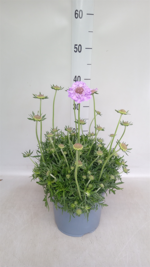 Горшечные цветы и растения оптом Scabiosa Columb. от 1шт из Голландии с доставкой по России