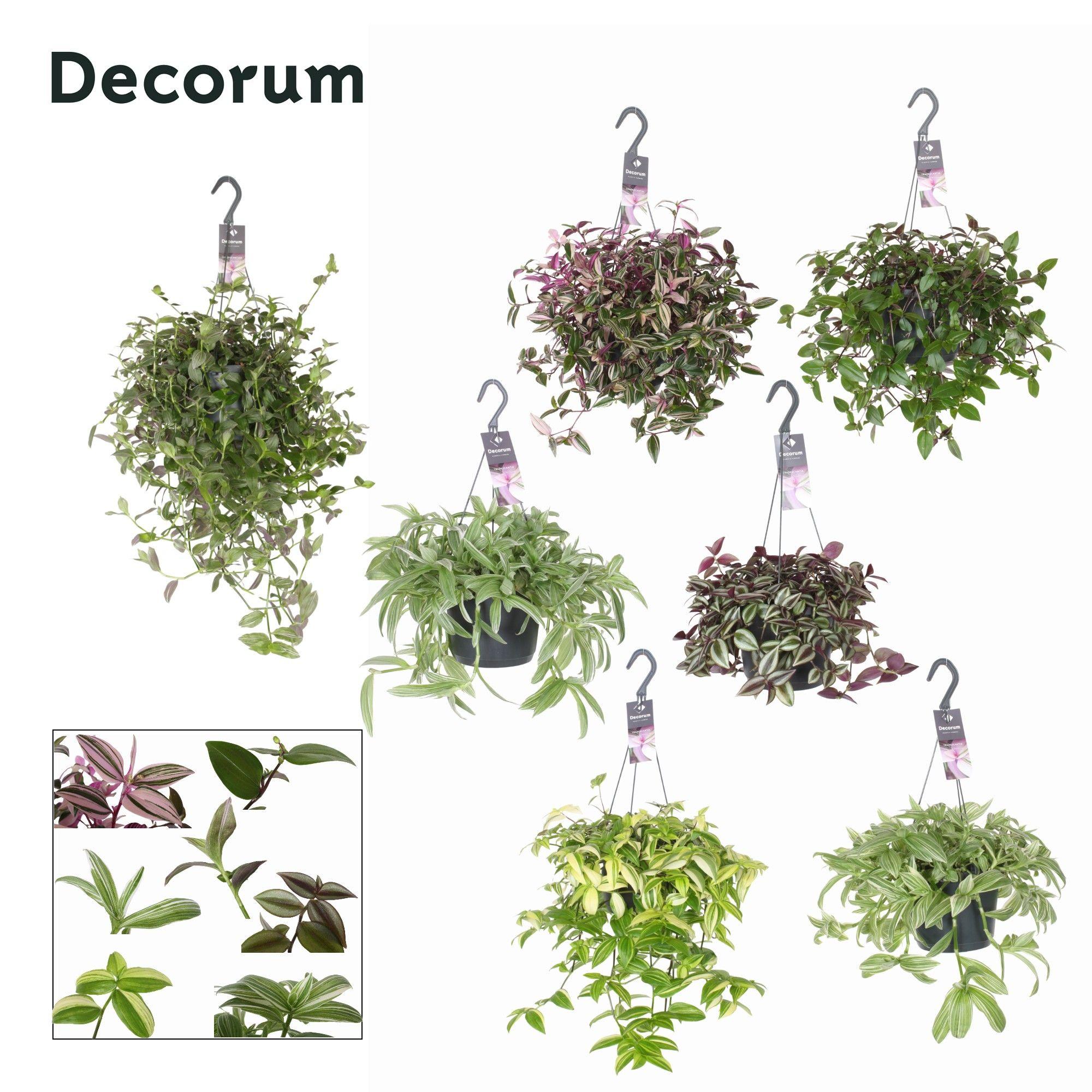 Горшечные цветы и растения оптом Tradescantia Mix Hanging (decorum) от 6шт из Голландии с доставкой по России
