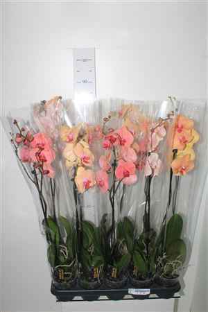 Горшечные цветы и растения оптом Phal Gem 1 Branche 9+ от 10шт из Голландии с доставкой по России