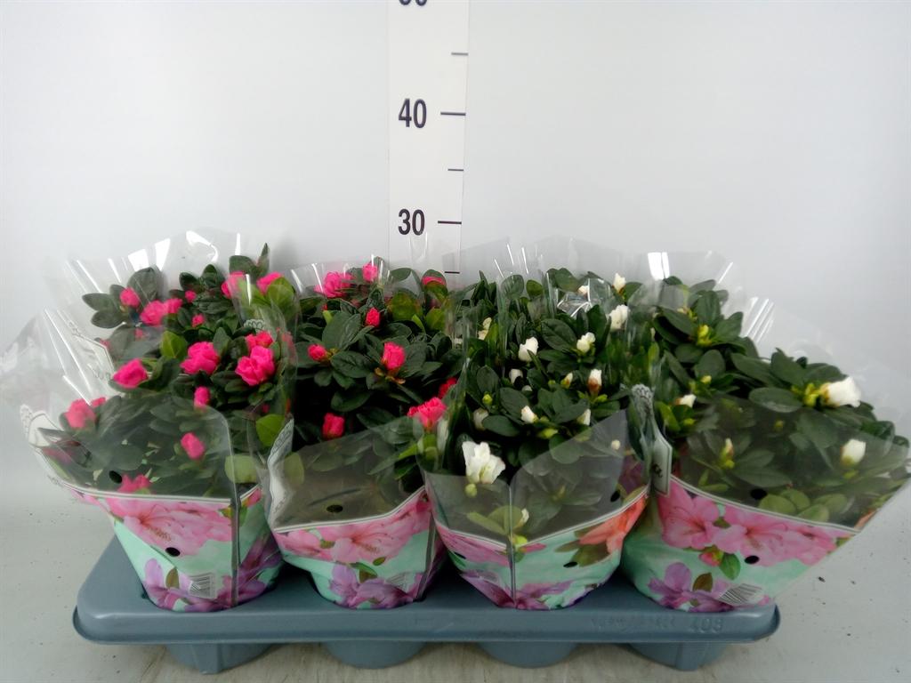 Горшечные цветы и растения оптом Rhododendron Sim.   ...mix от 8шт из Голландии с доставкой по России