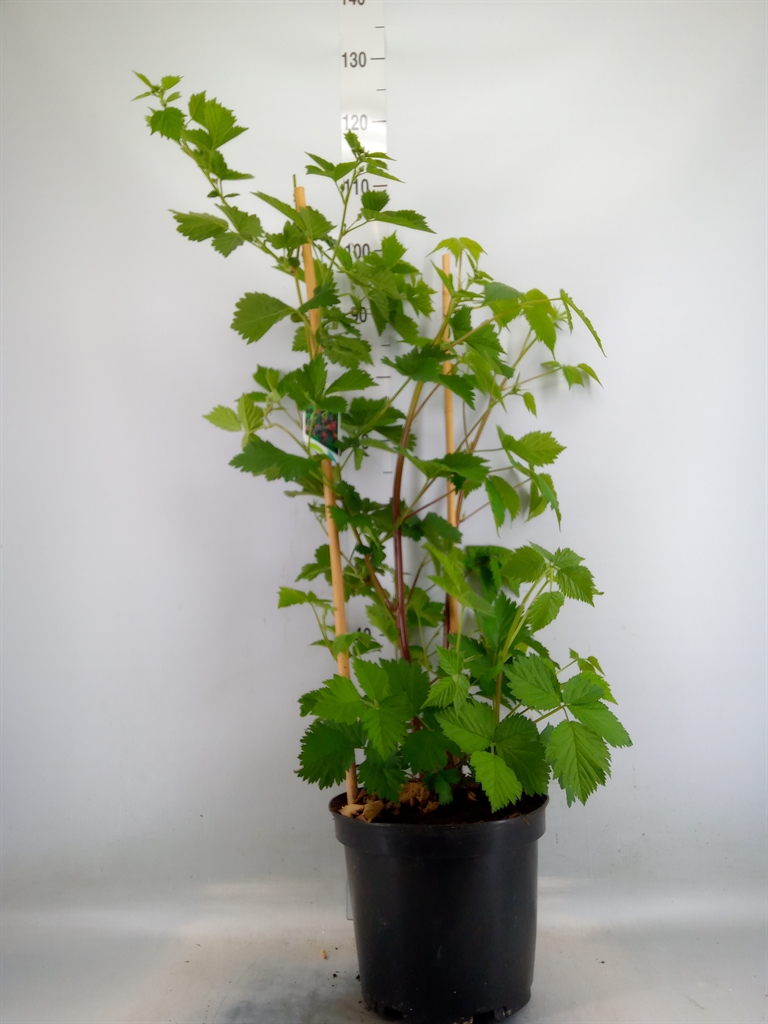 Горшечные цветы и растения оптом Rubus Fruticosus от 1шт из Голландии с доставкой по России