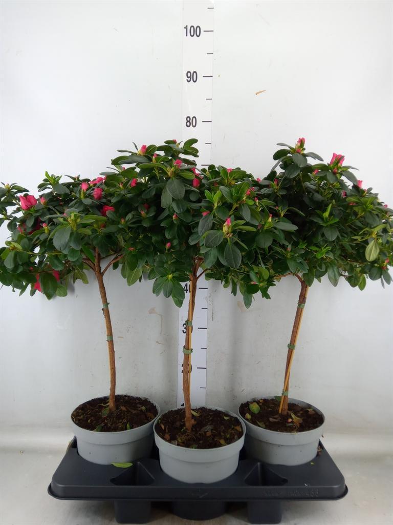 Горшечные цветы и растения оптом Rhododendron Sim.   ... от 3шт из Голландии с доставкой по России