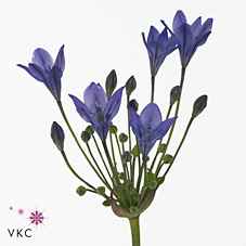Срезанные цветы оптом Triteleia blues от 100шт из Голландии с доставкой по России
