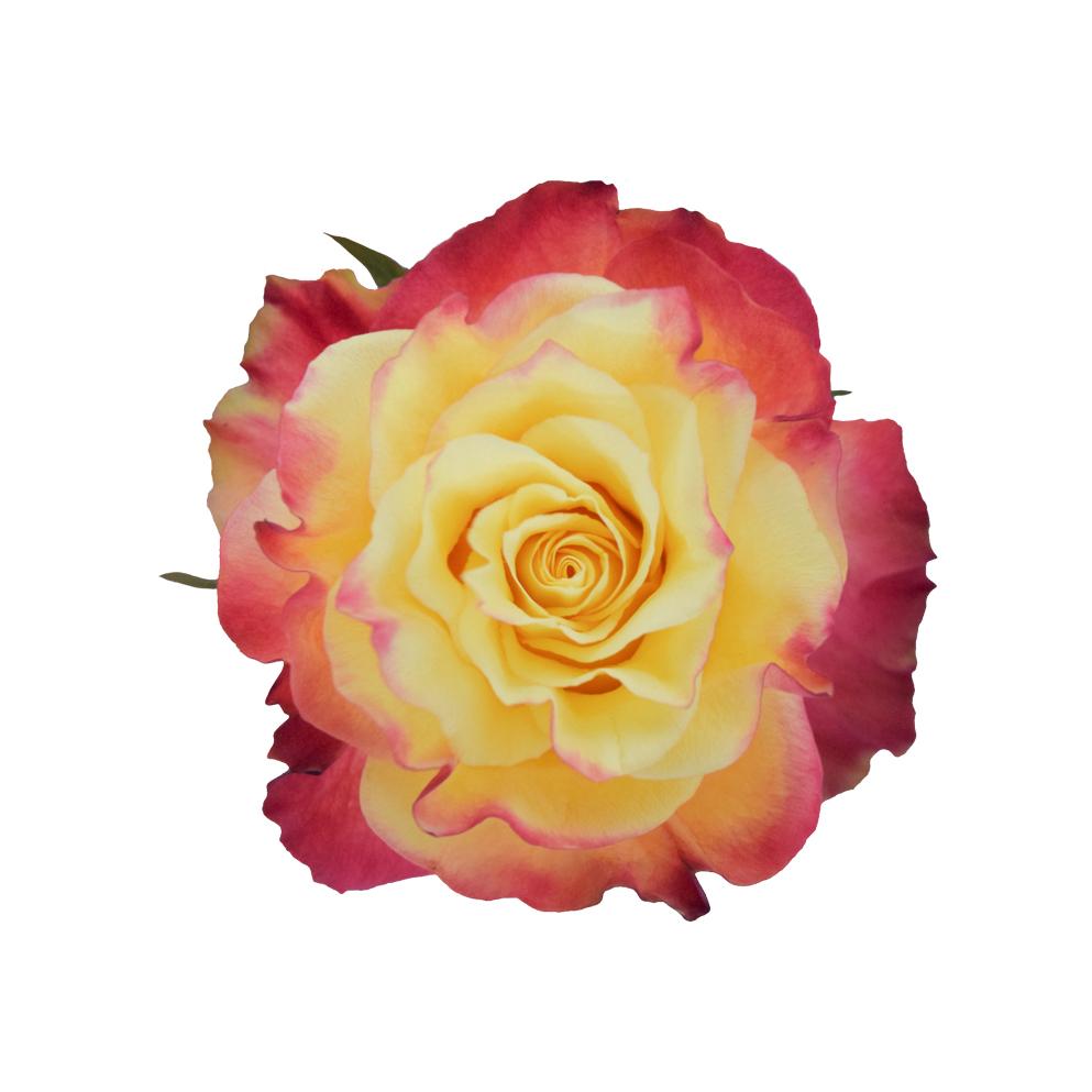 Срезанные цветы оптом Rosa ec news flash от 125шт из Голландии с доставкой по России