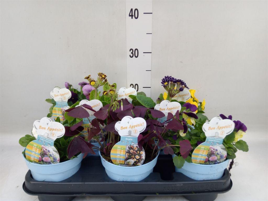 Горшечные цветы и растения оптом Tuinkruiden   ... от 8шт из Голландии с доставкой по России