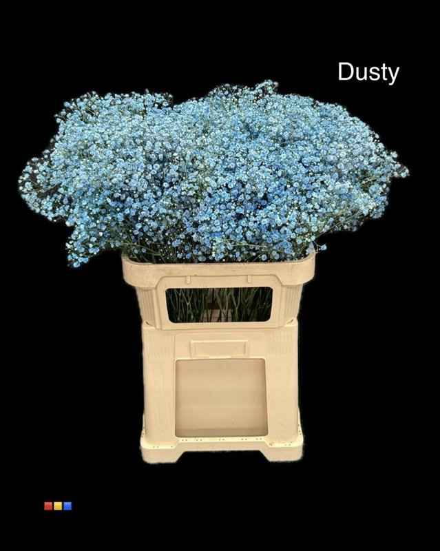 Срезанные цветы оптом Gyps large paint dusty blue от 50шт из Голландии с доставкой по России