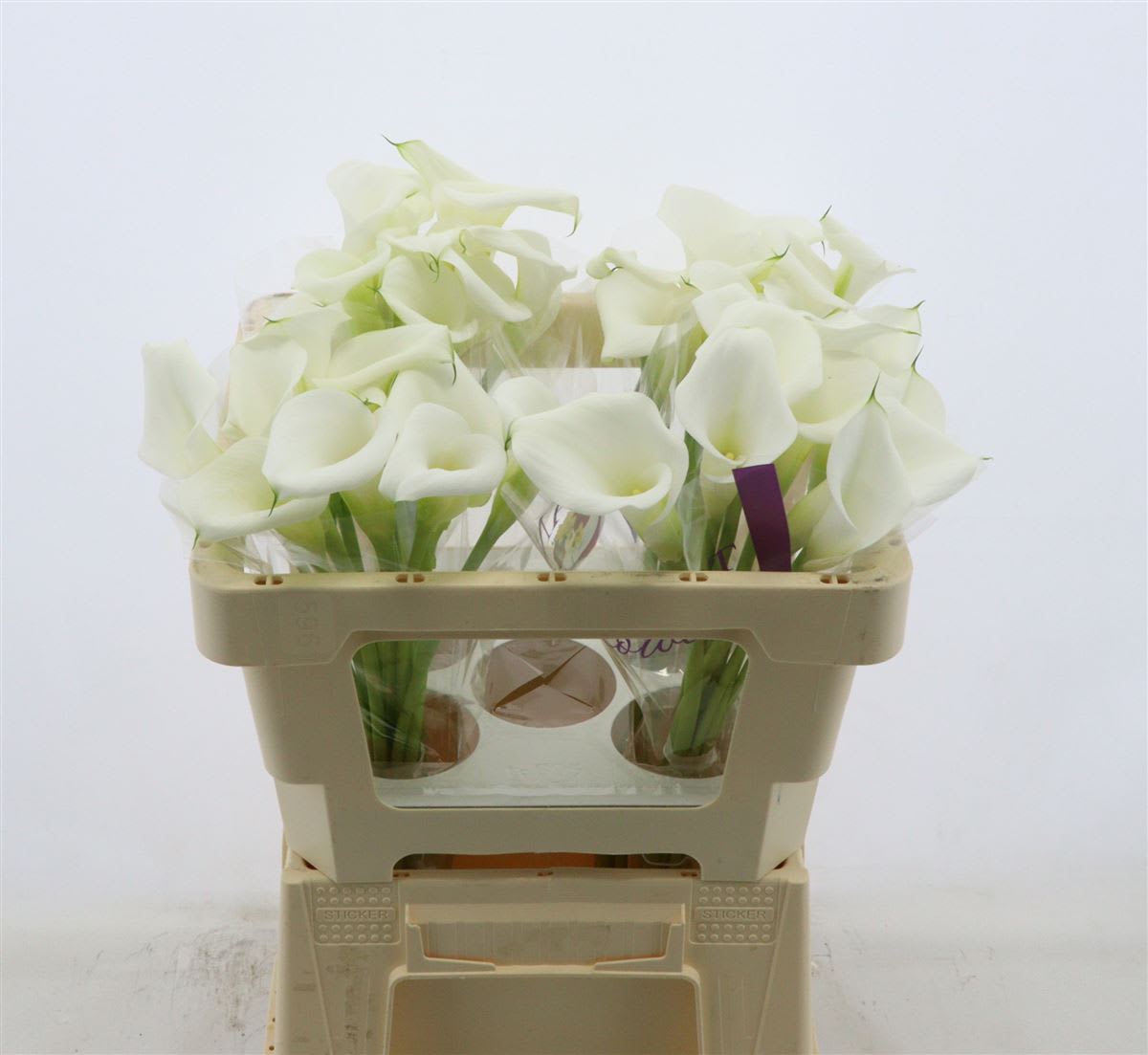 Срезанные цветы оптом Zantedeschia white art double от 40шт из Голландии с доставкой по России