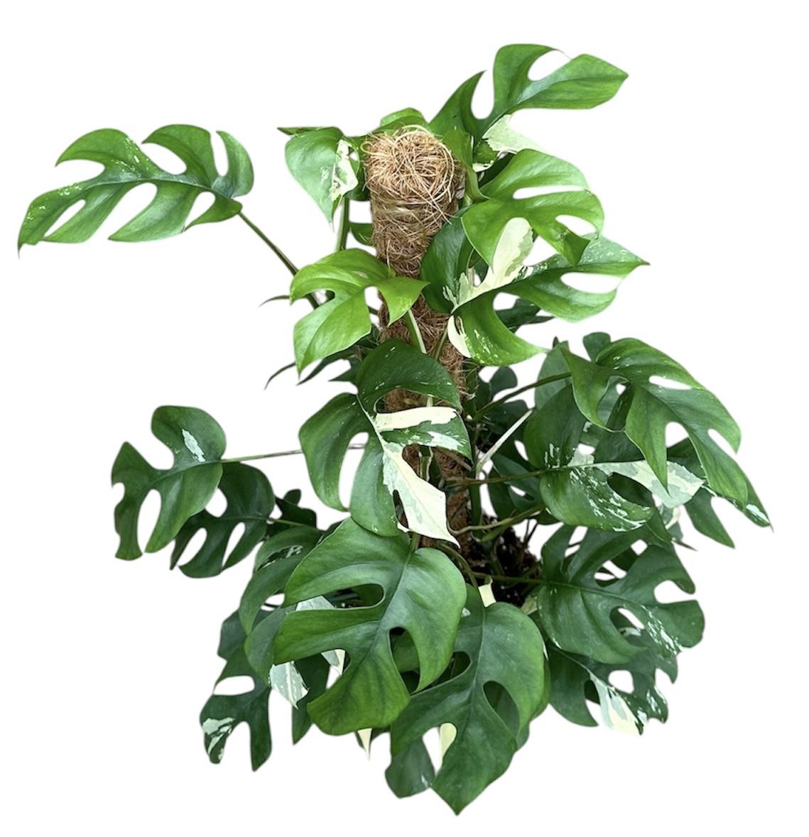 Горшечные цветы и растения оптом Rhaphidophora Tetrasperma Variegata от 1шт из Голландии с доставкой по России