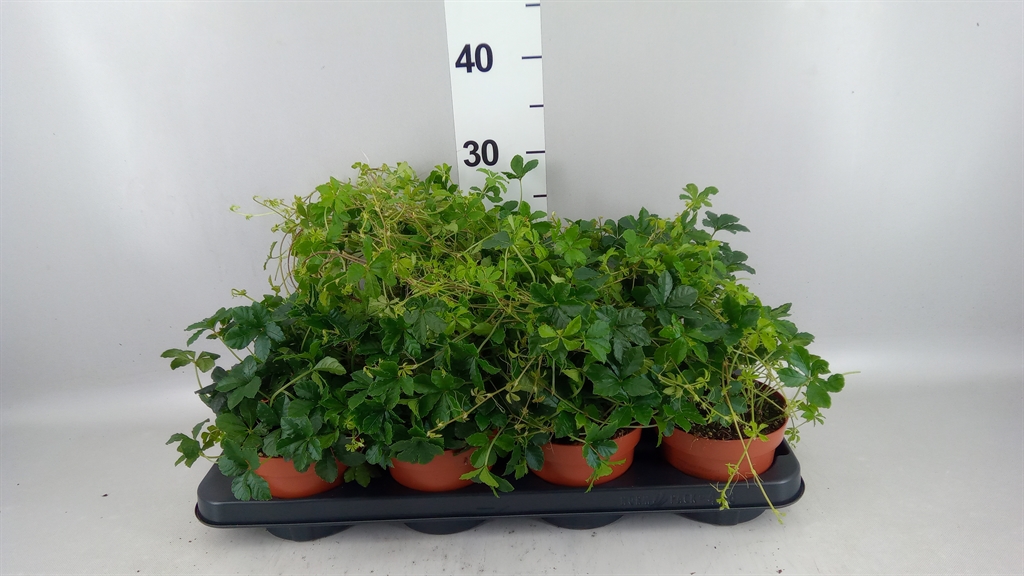 Горшечные цветы и растения оптом Parthenocissus sugar Vine от 8шт из Голландии с доставкой по России