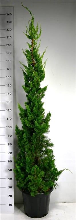 Горшечные цветы и растения оптом Juniperus Chin Kaizuka от 1шт из Голландии с доставкой по России
