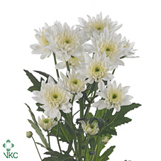 Срезанные цветы оптом Chrys sp euro от 80шт из Голландии с доставкой по России