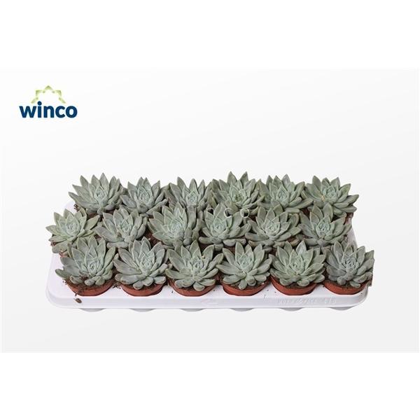 Горшечные цветы и растения оптом Echeveria Tolimanensis Hybride от 18шт (для телеги) из Голландии с доставкой по России