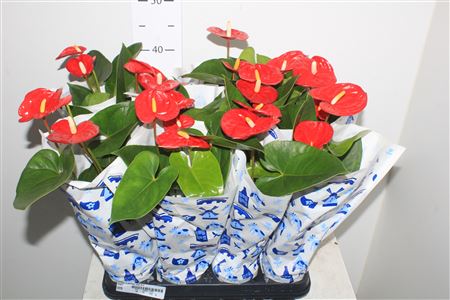 Горшечные цветы и растения оптом Anthu A Jambo Red 3+ от 12шт (для телеги) из Голландии с доставкой по России
