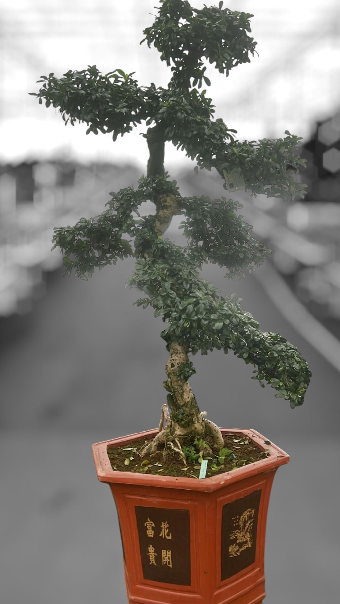Горшечные цветы и растения оптом Carmona Macrophylla, 150 Cm от 1шт из Голландии с доставкой по России
