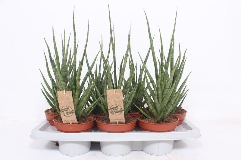 Горшечные цветы и растения оптом Sansevieria Torch от 7шт из Голландии с доставкой по России