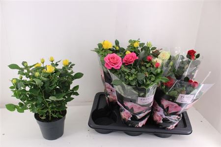 Горшечные цветы и растения оптом Ro Palace Gem 4 Srt от 6шт из Голландии с доставкой по России