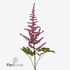 Срезанные цветы оптом Astilbe loud and proud от 80шт из Голландии с доставкой по России
