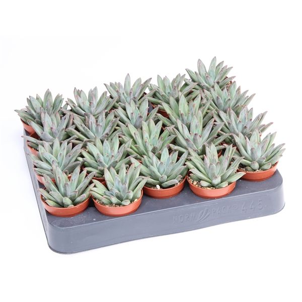 Горшечные цветы и растения оптом Echeveria Hookerii от 20шт из Голландии с доставкой по России