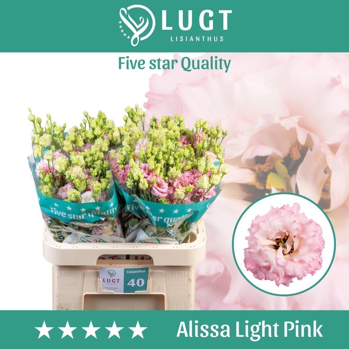 Срезанные цветы оптом Lisianthus do alissa light pink от 40шт из Голландии с доставкой по России