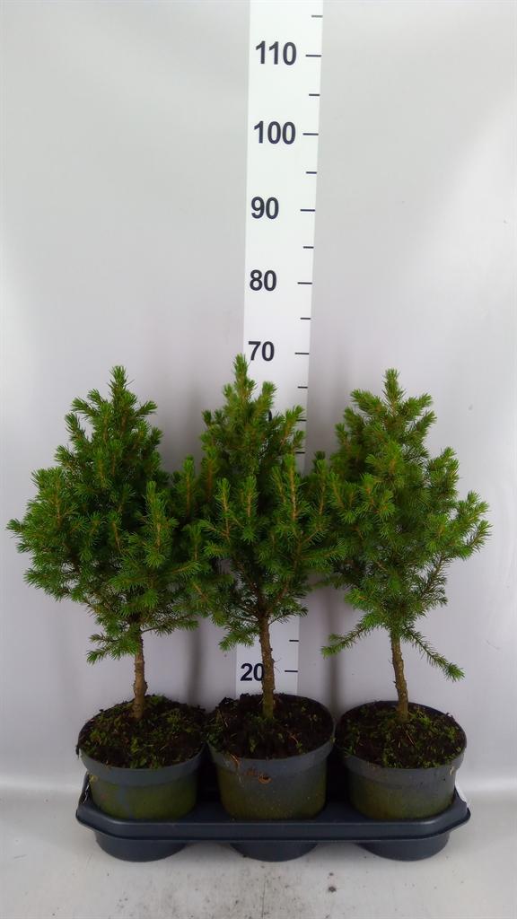 Горшечные цветы и растения оптом Picea Glauca conica от 3шт из Голландии с доставкой по России