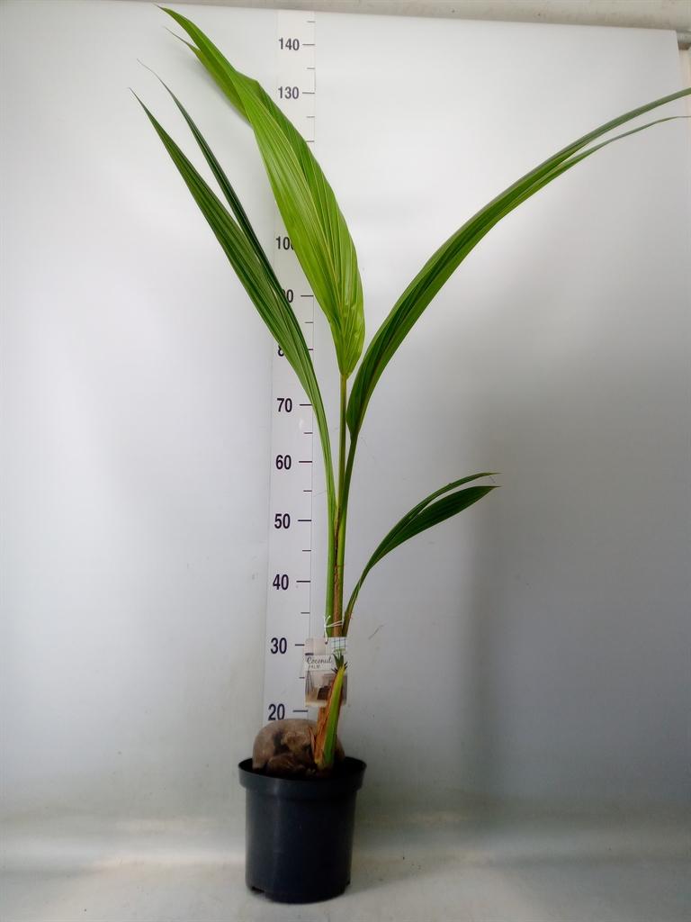 Горшечные цветы и растения оптом Cocos Nucifera от 1шт из Голландии с доставкой по России