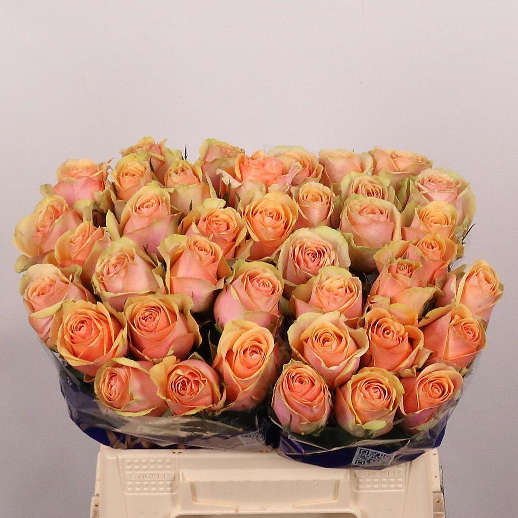 Срезанные цветы оптом Rosa large dividend от 40шт из Голландии с доставкой по России