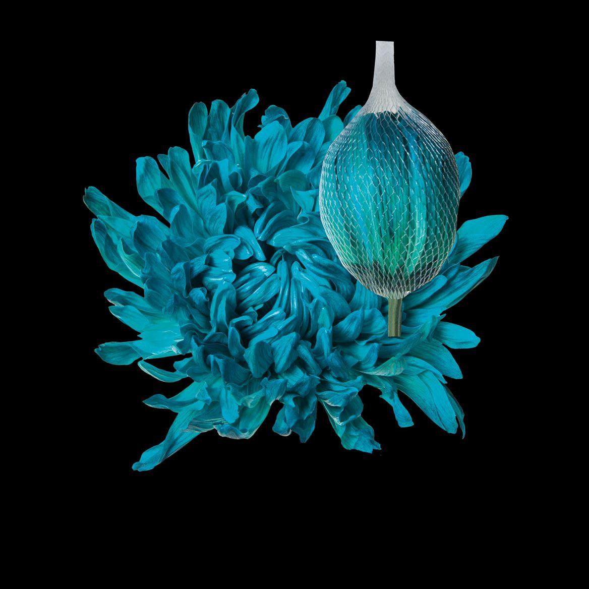 Срезанные цветы оптом Chrys bl paint antonov ocean green от 40шт из Голландии с доставкой по России