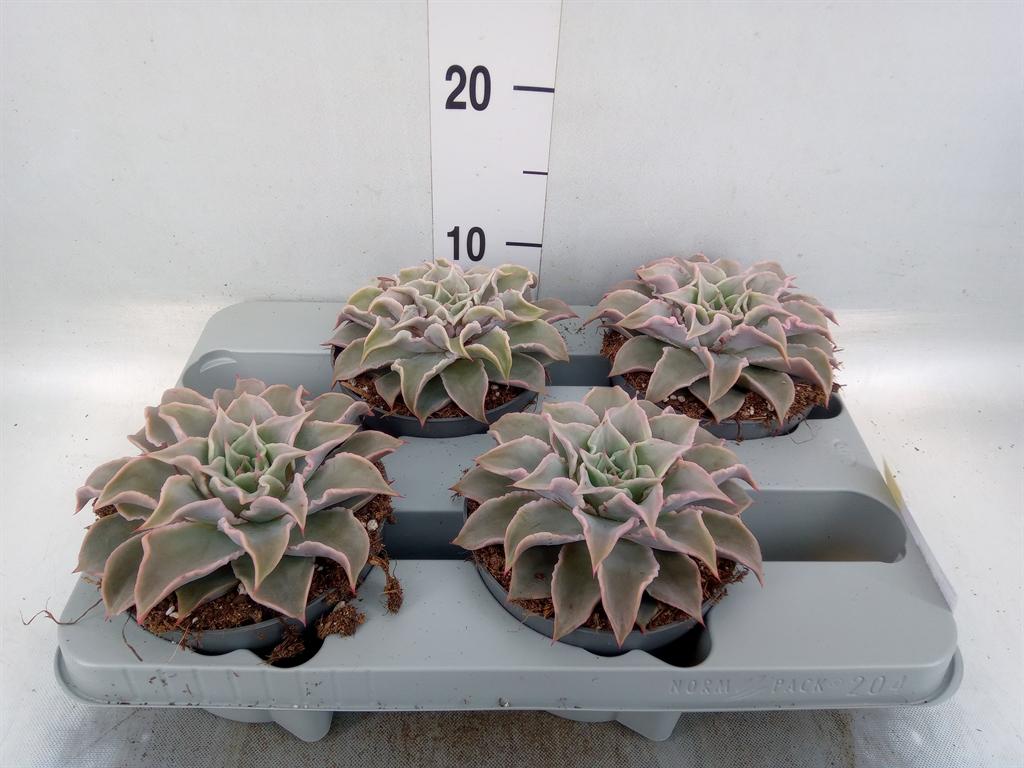 Горшечные цветы и растения оптом Echeveria   ... от 4шт из Голландии с доставкой по России