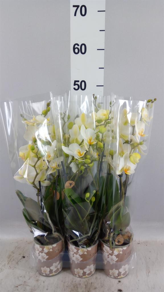 Горшечные цветы и растения оптом Phalaenopsis Multi. ant Lausanne от 6шт (для телеги) из Голландии с доставкой по России