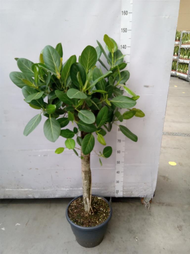 Горшечные цветы и растения оптом Ficus Beng Audrey Twisted Stem от 1шт из Голландии с доставкой по России