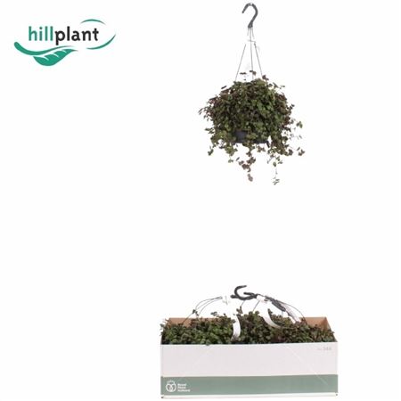 Горшечные цветы и растения оптом Callisia Elegans Hangpot от 3шт из Голландии с доставкой по России