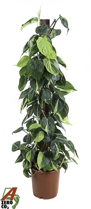 Горшечные цветы и растения оптом Philodendron Brasil Mosspole от 1шт из Голландии с доставкой по России