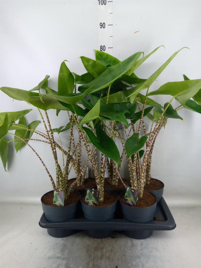 Горшечные цветы и растения оптом Alocasia Zebrina от 6шт (для телеги) из Голландии с доставкой по России