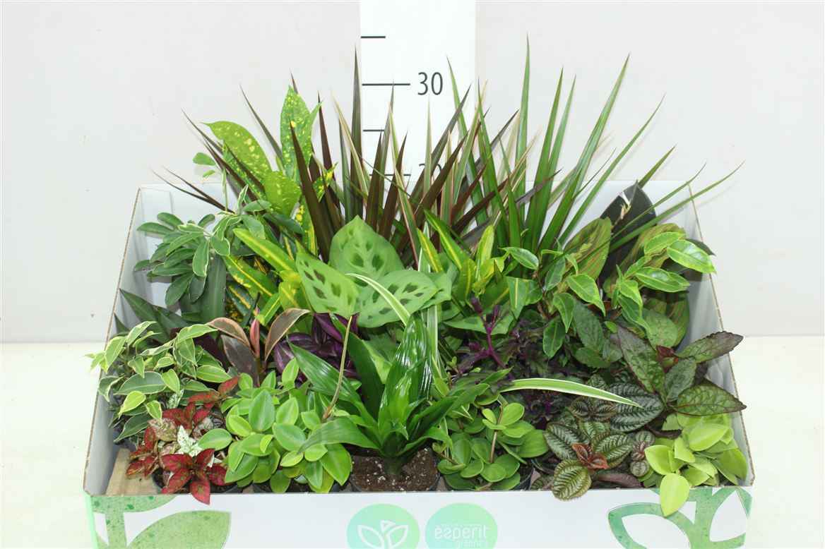 Горшечные цветы и растения оптом Plant Mix Mini Greens от 24шт из Голландии с доставкой по России