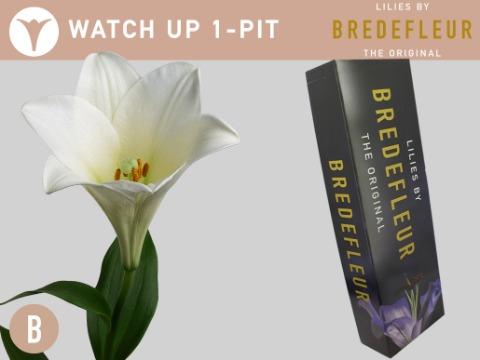 Срезанные цветы оптом Lilium lo watch up от 100шт из Голландии с доставкой по России