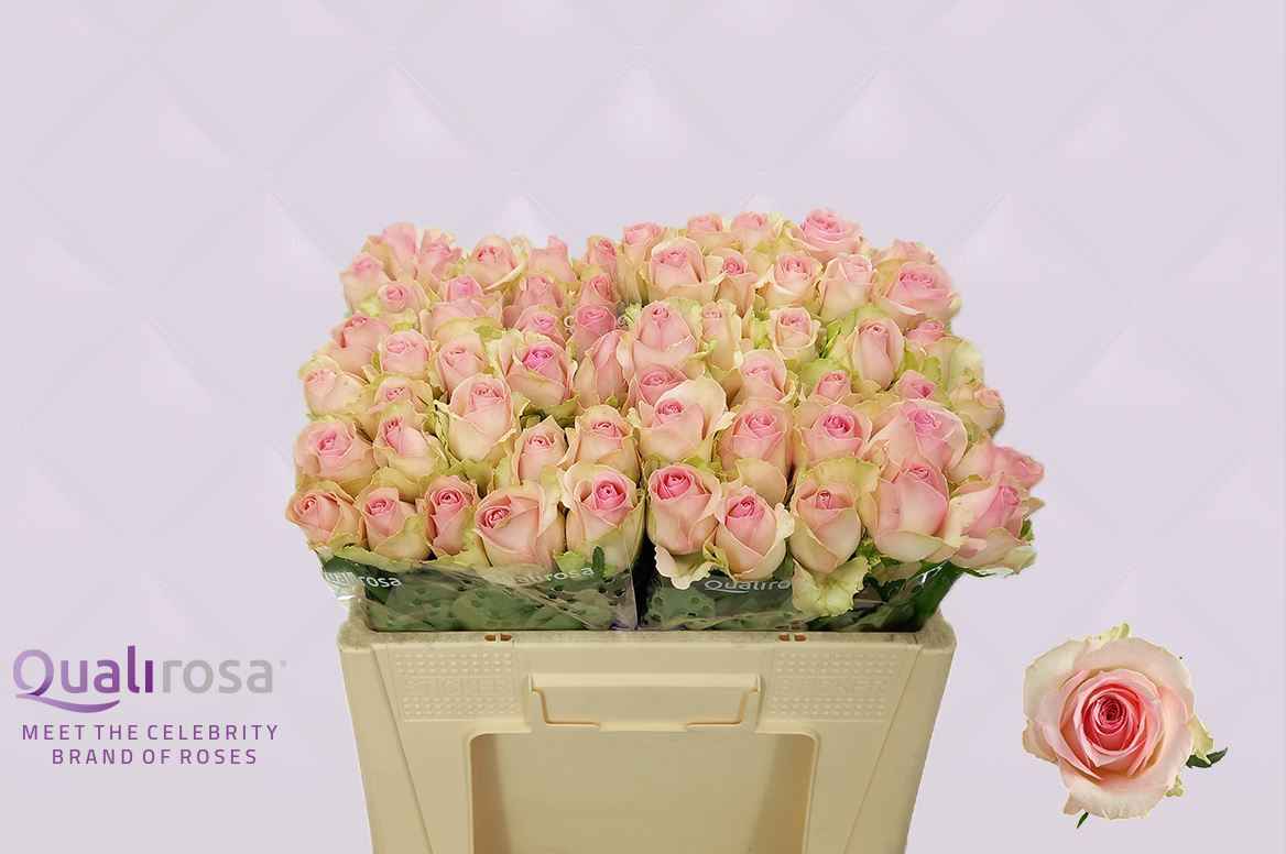 Срезанные цветы оптом Rosa la sorbet avalanche+ от 80шт из Голландии с доставкой по России