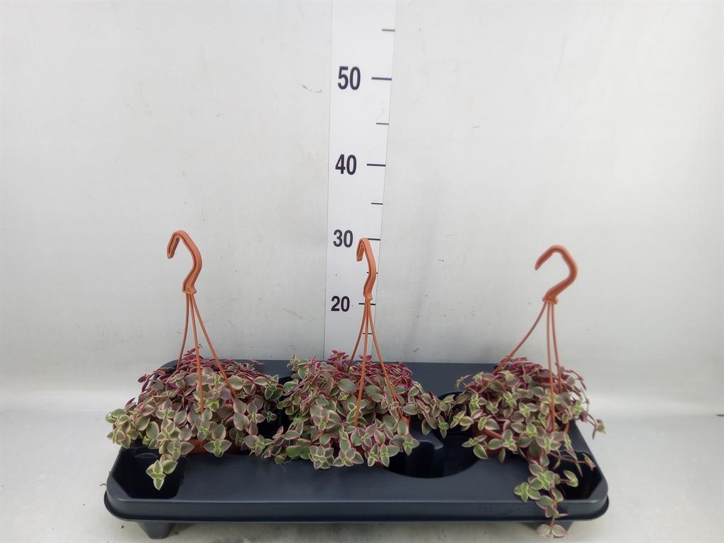 Горшечные цветы и растения оптом Crassula Marginalis от 3шт из Голландии с доставкой по России