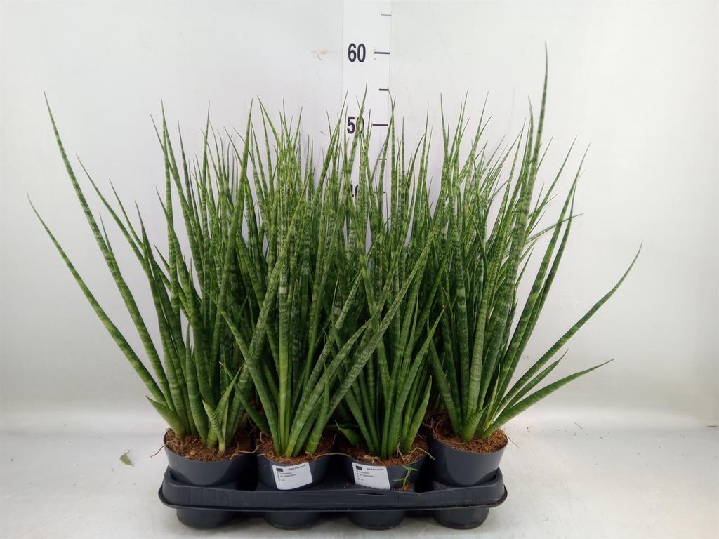 Горшечные цветы и растения оптом Sansevieria Cyl.  ... от 11шт из Голландии с доставкой по России