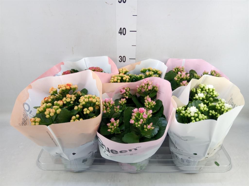 Горшечные цветы и растения оптом Kalanchoe Blos.   ..rosebud Mix Gr от 6шт из Голландии с доставкой по России