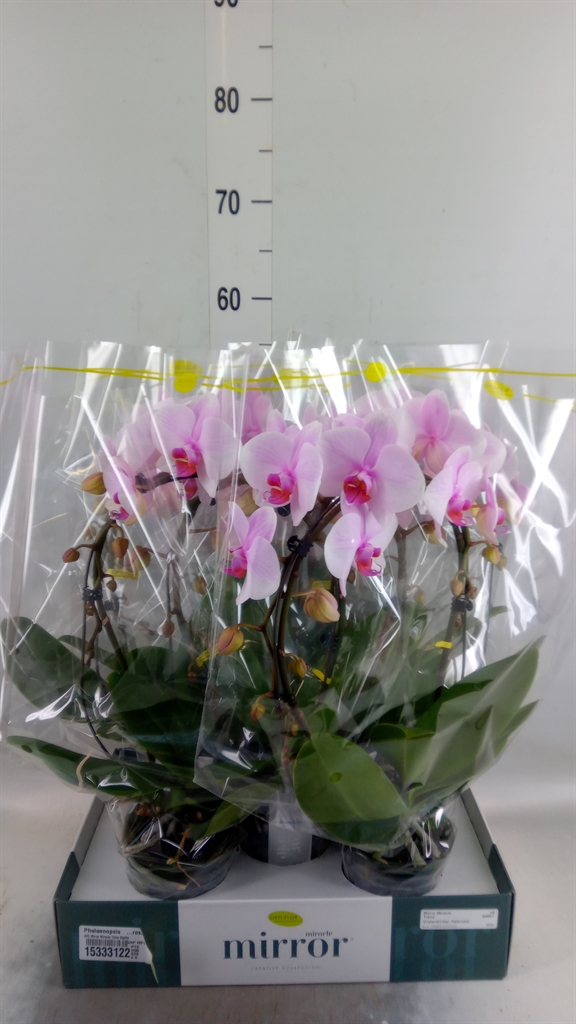 Горшечные цветы и растения оптом Phalaenopsis   ...rose от 5шт из Голландии с доставкой по России