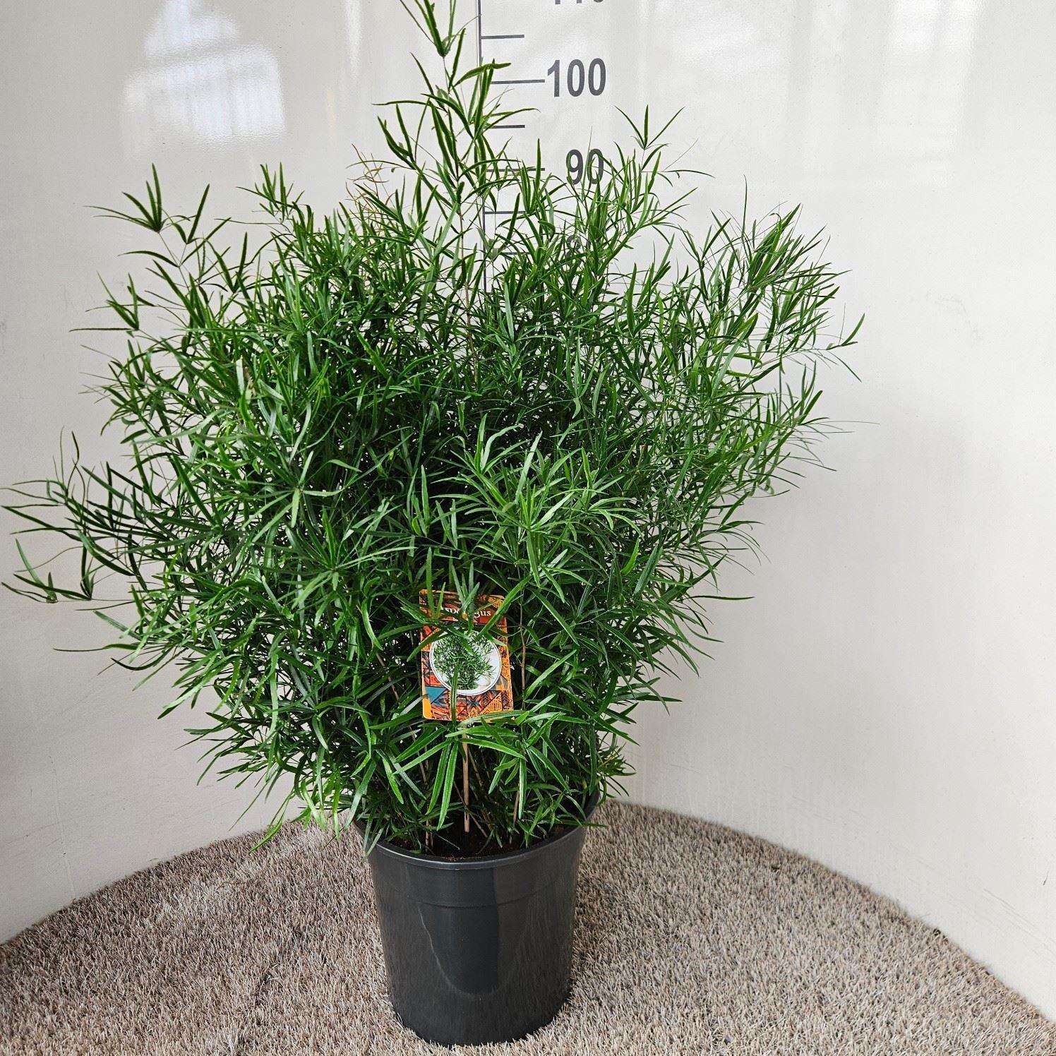 Горшечные цветы и растения оптом Asparagus Falcatus от 1шт из Голландии с доставкой по России