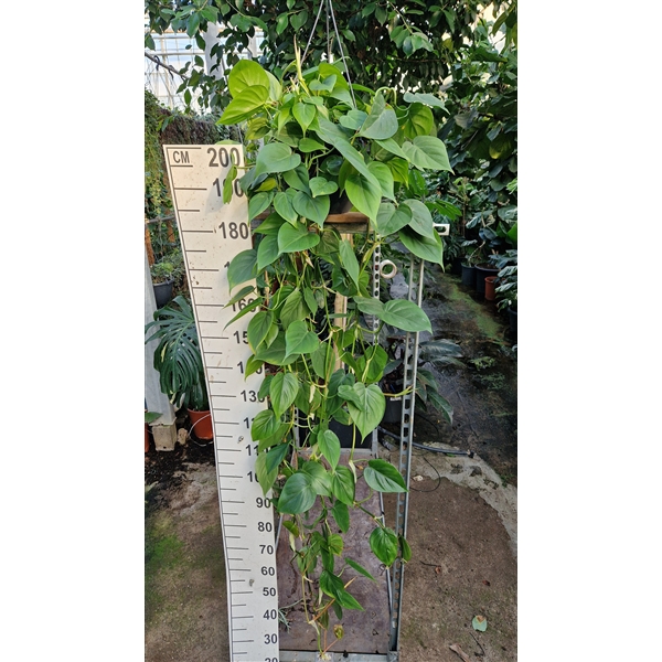 Горшечные цветы и растения оптом Philodendron Scandens Hangplant от 2шт из Голландии с доставкой по России