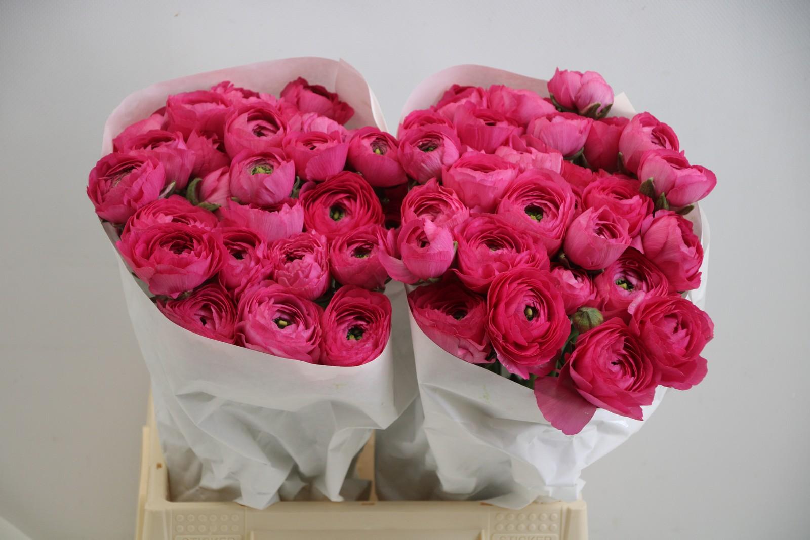 Срезанные цветы оптом Ranunculus clooney flash от 60шт из Голландии с доставкой по России