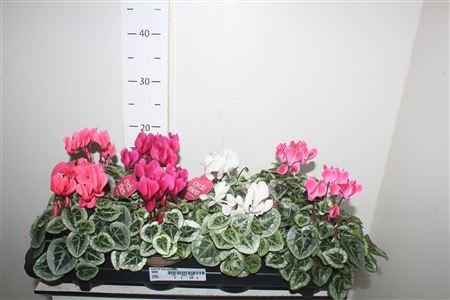 Горшечные цветы и растения оптом Cycl Kl Sup Picasso от 8шт (для телеги) из Голландии с доставкой по России